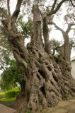 ltester Olivenbaum Europas (>2000 Jahre) - Pedras del Rei
