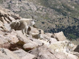 Goats and a Marmot