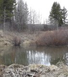 Beaver Pond, Buckskin Road