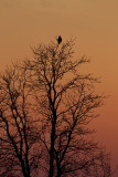 snowy owl 010413_MG_2355