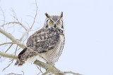 great horned owl 011213_MG_3102 