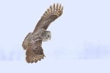 great gray owl 020313_MG_5638 