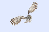 great gray owl 020313_MG_5646 