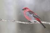 pine grosbeak 021813_MG_6811 