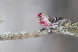 common redpoll 022413_MG_8169 