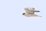 gyrfalcon 022613_MG_8338 