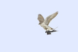 gyrfalcon 022613_MG_8548 