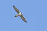gyrfalcon 022813_MG_8994 