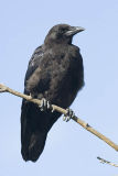 american crow 082506_MG_0920