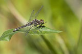 black meadowhawk 082706_MG_1019