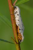 Salt Marsh Moths- Mating