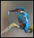 Male Kingfisher with fish 