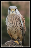 Kestrel (male)