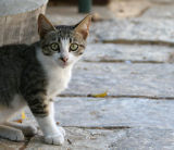 Kitten, Bestfoto