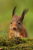 Eekhoorn - Red Squirrel