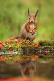 Eekhoorn - Red Squirrel