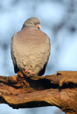 Holenduif - Stock dove