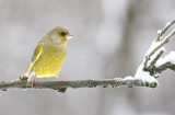 Groenling - Greenfinch