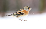 Keep - Brambling