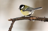 Koolmees - Great Tit