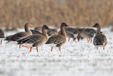 Toendrarietgans - Bean Goose