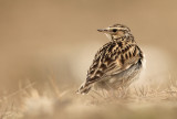 Boomleeuwerik - Woodlark