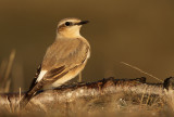 Tapuit - Wheatear