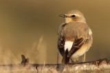 Tapuit - Wheatear