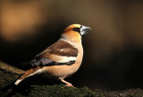 Appelvink - Hawfinch