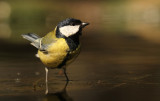 Koolmees - Great Tit