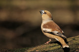 Appelvink - Hawfinch