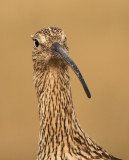 Wulp - Curlew