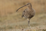 Wulp - Curlew