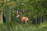 Red Deer - Edelhert 