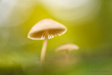 Mushroom - Paddenstoel