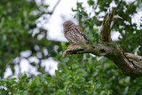 Little Owl - Steenuil