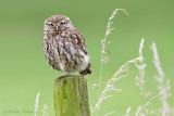 Little Owl - Steenuil