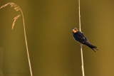 Bank Swallow - Oeverzwaluw