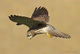 Common Kestrel - Torenvalk