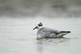 Red Phalarope - Rosse franjepoot