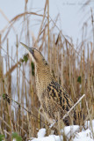 Great Bittern - Roerdomp