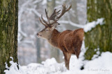 Red deer - Edelhert