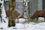 Red deer - Edelhert