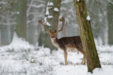 Fallow deer - Damhert