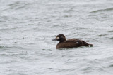 White-winged Scoter - Grote zee eend