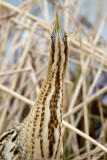 Great Bittern - Roerdomp