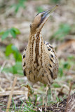 Great Bittern - Roerdomp