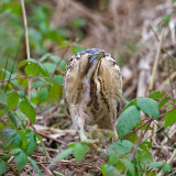 Great Bittern - Roerdomp