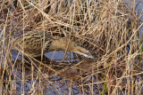 Great Bittern - Roerdomp