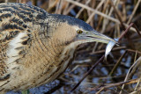 Great Bittern - Roerdomp